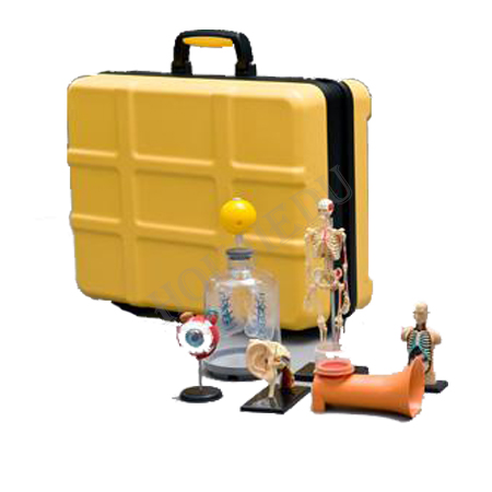 人體結(jié)構(gòu)實(shí)驗箱